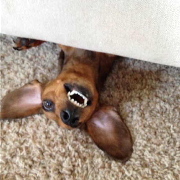 Not for sale— most of my pets, some who have passed over the Rainbow Bridge. 🥹 - Picture 10 of 16